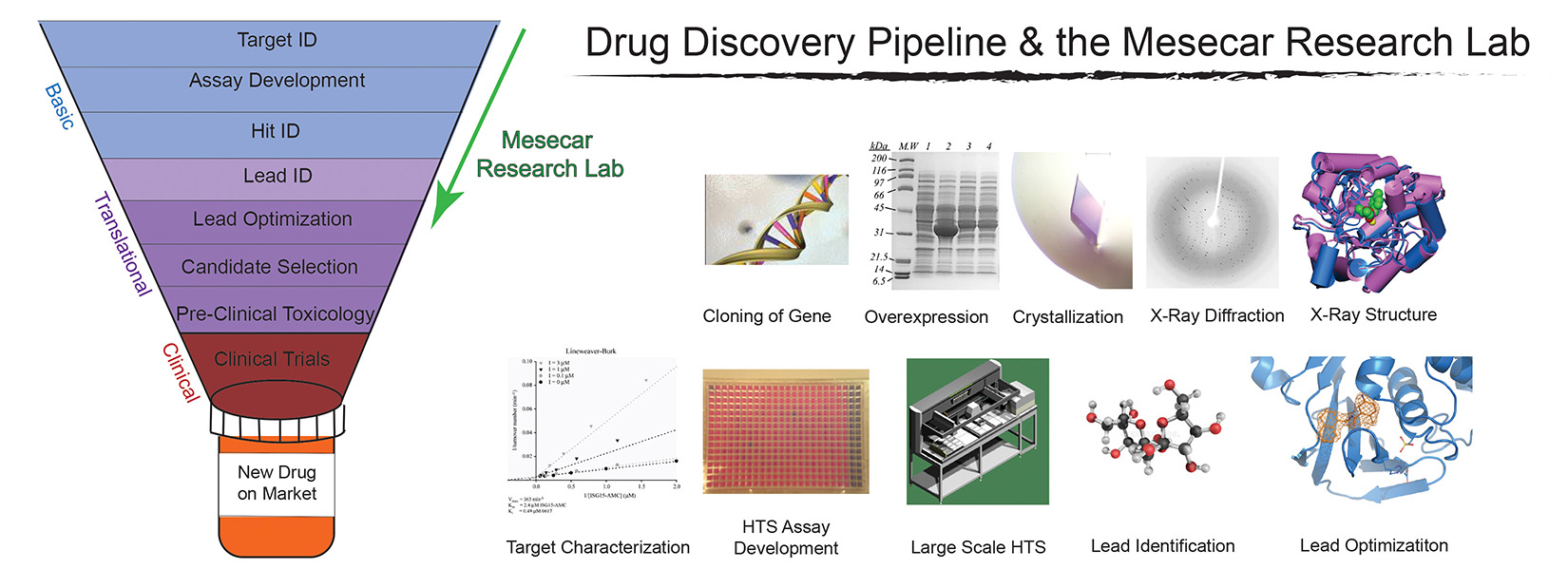 The drug discovery pipeline and the Mesecar research lab.