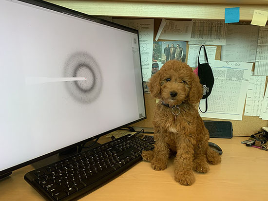Brown puppy next to a computer monitor.