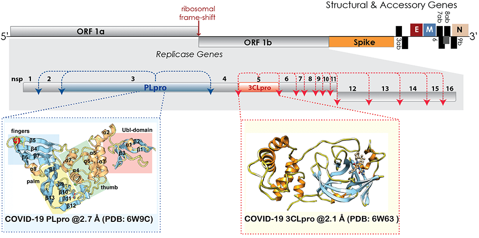 Structural and accessory genes.