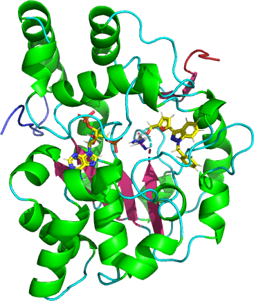 Structure of SULT1A1.